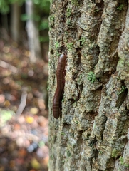 Narceus americanus