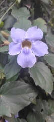 Thunbergia laurifolia