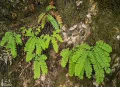 Adiantum aleuticum
