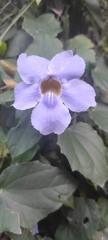 Thunbergia laurifolia