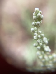 Artemisia indica