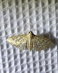 Herpetogramma pertextalis