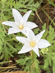 Zephyranthes chlorosolen