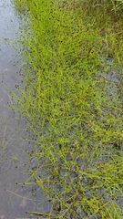 Eleocharis ovata