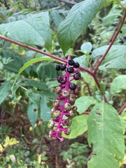 Phytolacca americana