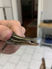 Plestiodon fasciatus