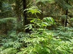 Sambucus racemosa