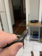 Plestiodon fasciatus