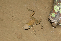 Lithobates clamitans