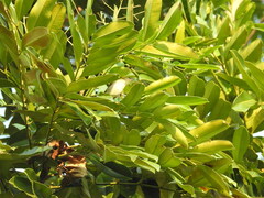 Vireo chivi