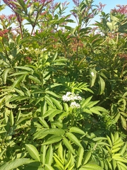 Sambucus ebulus