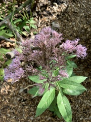 Eutrochium maculatum