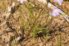 Lobelia kalmii