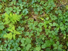 Cornus unalaschkensis