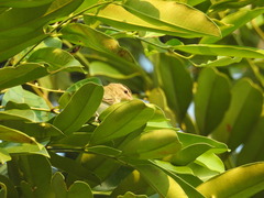 Vireo chivi