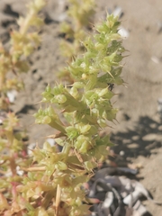 Salsola kali
