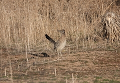 Geococcyx californianus