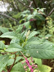 Phytolacca americana