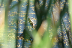 Chrysemys picta marginata