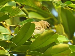 Vireo chivi