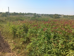 Sambucus ebulus