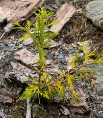 Cupressus nootkatensis