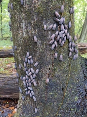 Lycorma delicatula