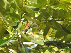 Vireo chivi