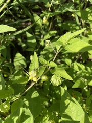 Physalis virginiana