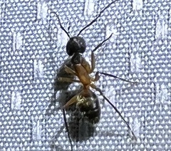 Camponotus chromaiodes