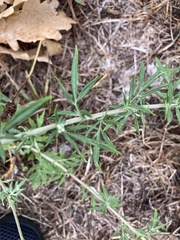 Artemisia indica