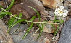 Anaphalis margaritacea