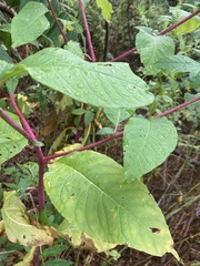 Phytolacca americana
