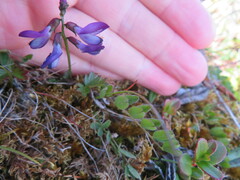Astragalus alpinus