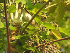 Vireo chivi