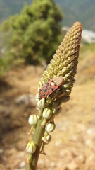 Spilostethus pandurus