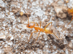 Dorymyrmex bureni