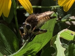 Promachus rufipes