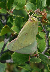Colias christina