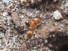 Dorymyrmex bureni