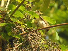 Vireo chivi