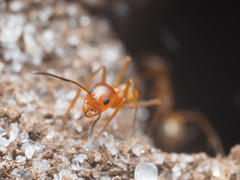 Dorymyrmex bureni