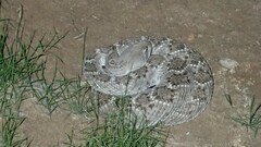 Crotalus atrox