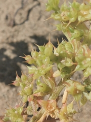 Salsola kali