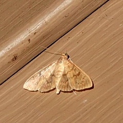 Psara obscuralis
