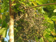 Vireo chivi
