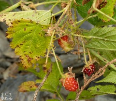Rubus ursinus