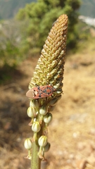 Spilostethus pandurus