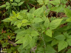 Rubus leucodermis