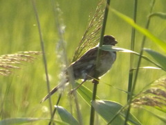 Emberiza schoeniclus